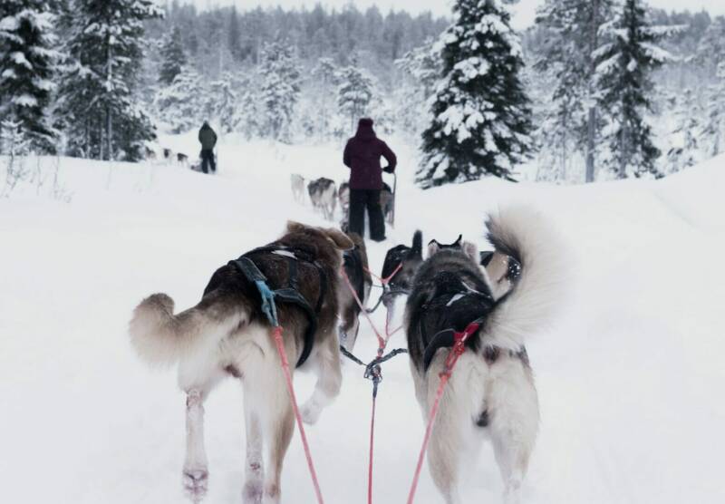 Chiens de traineau