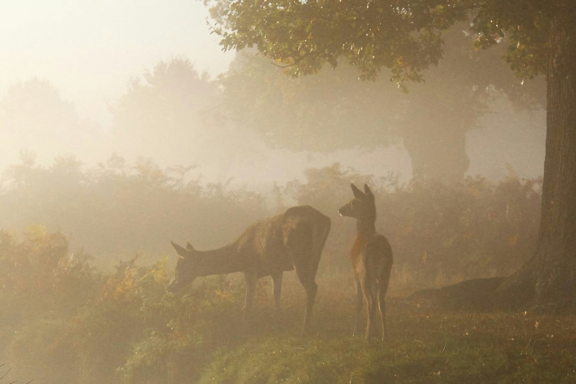 Biche Bourg d'Oueil