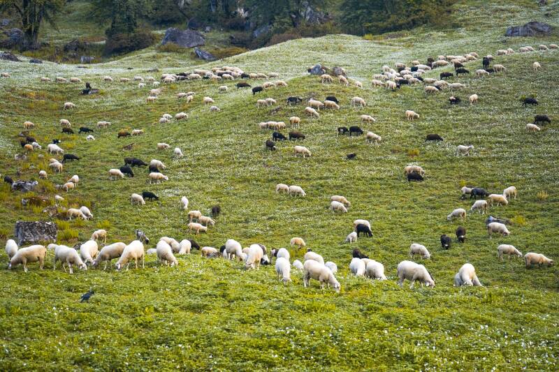 groupement pastoral